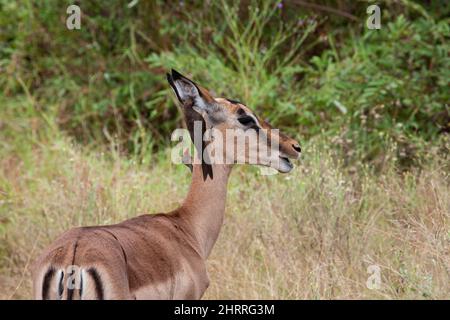 Impala sah auf einer Wiese mit einem Rotschnabel-Ochsenspecht, der auf ihrem Ohr stand Stockfoto