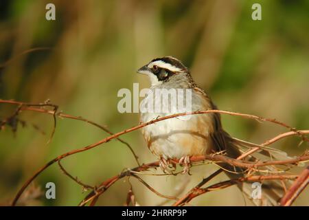 Ein gestreifter Sparrow, Peucaea ruficauda, der in einem Strauch thront Stockfoto