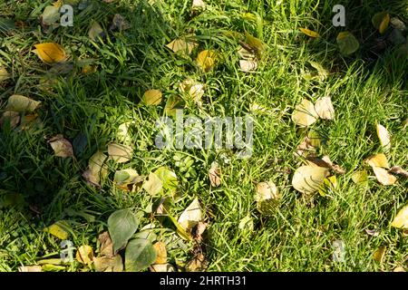 Natürlicher Hintergrund mit gelben Blättern im grünen Gras Stockfoto