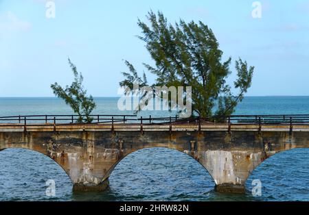 Eine Kiefer, die aus einem Straßenbett auf der historischen Old Seven Mile Bridge, Big Pine Key, Florida, USA, wächst Stockfoto