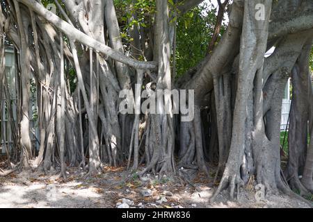 Eine lange Wurzel von Lofty Fig, oder Ficus Altissima, ursprünglich aus Südostasien Stockfoto