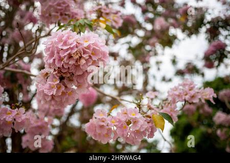 Nahaufnahme der rosa Trompetenblume von Tabebuia. Die rosa Blume 'Chompoo Pantip' in thailändischer Sprache blüht mit dem unscharfen Hintergrund. Pink​ trumpet​ tree​ a Stockfoto