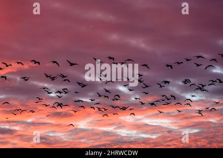 Schar von silhouettierten wandernden Schneereisen fliegen gegen einen bewölkten Winterhimmel, der in rosa und violetten Farben des Sonnenuntergangs erleuchtet ist Stockfoto