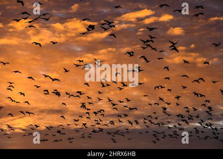 Große Schar von silhouettierten wandernden Schneegussen, die gegen einen wolkigen Winterhimmel fliegen, der in strahlenden, warmen Orange-Tönen des Sonnenuntergangs erleuchtet ist Stockfoto