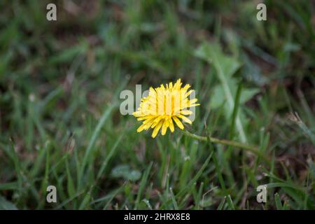 Gelber Dandelion auf den Feldern Stockfoto