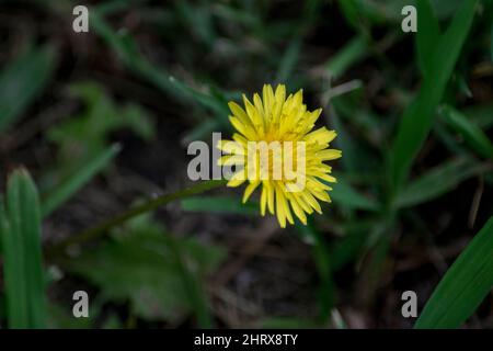 Gelber Dandelion auf den Feldern Stockfoto