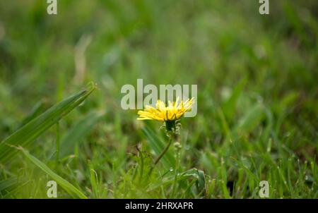 Gelber Dandelion auf den Feldern Stockfoto