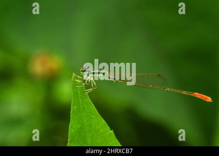 Nahaufnahme der Damselfliege, die auf der Blattspitze thront. Agriocnemis femina Stockfoto