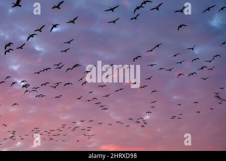 Schar von silhouettierten wandernden Schneereisen fliegen gegen einen bewölkten Winterhimmel, der in rosa und violetten Farben des Sonnenuntergangs erleuchtet ist Stockfoto