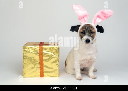 Jack Russell Terrier Hund in Hasenohren sitzt neben einer Ostern Geschenkbox auf blauem Hintergrund. Frohe Ostern Konzept und Geschenke. Stockfoto