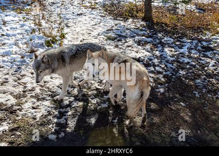 Zwei Wolfhunde stehen im Schnee Stockfoto