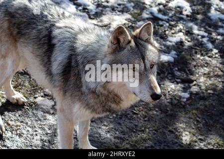 Grauer Wolfhund in der Nähe stehend Stockfoto