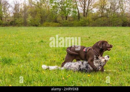 Lustige Szene von niedlichen Hunden, die auf dem Gras spielen Stockfoto