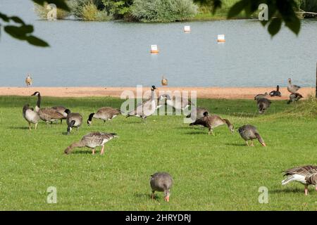 Nahaufnahme von Gänsen in einem Feld nahe dem Brombachsee unter dem Sonnenlicht in Bayern, Deutschland Stockfoto