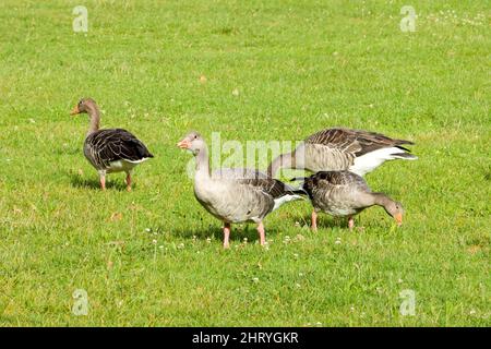 Nahaufnahme von Gänsen in einem Feld nahe dem Brombachsee unter dem Sonnenlicht in Bayern, Deutschland Stockfoto