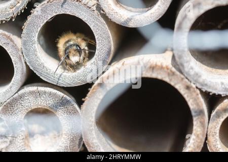 Makroaufnahme eines Osmia bicornis, das in einer geöffneten Röhre sitzt Stockfoto