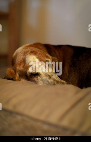 Vertikale Aufnahme eines Basset Hounds, der auf einem Sofa mit verschwommenem Hintergrund schläft Stockfoto