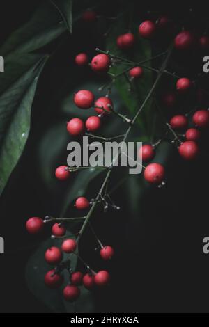 Vertikale Schuss von roten Beeren mit grünen Blättern Stockfoto