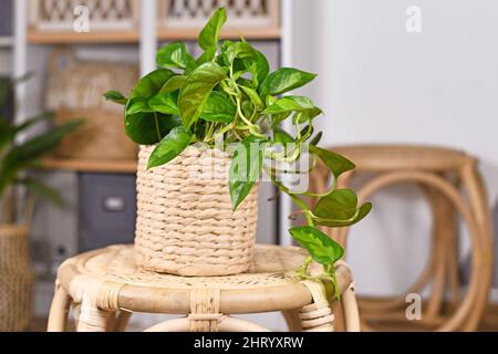 Tropische 'Epipremnum Global Green' Zimmerpflanze im Blumentopf auf dem Tisch im Wohnzimmer Stockfoto