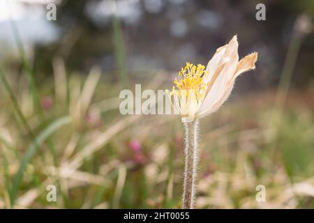 Nahaufnahme der Blume auf der Wiese mit zerbrochenen und toten Blütenblättern, reich an Stelzen Stockfoto