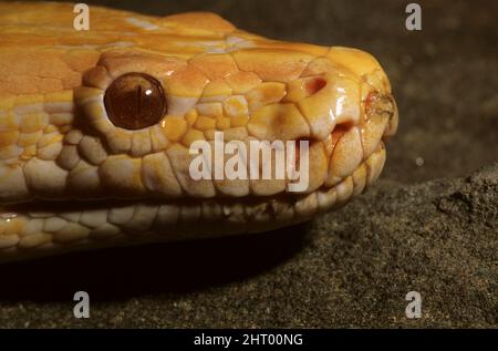 Birmanische Python (Python bivittatus), eine leukistische oder Albino-Morphe, die Labialgruben zeigt. Reichweite: Asien Stockfoto