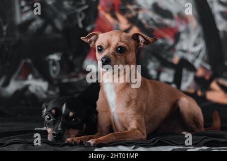 Nahaufnahme von zwei niedlichen Chihuahua Hunden, die mit einem neugierigen Gesicht schauen Stockfoto