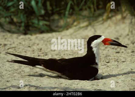 Schwarzer Skimmer (Rynchops niger), erwachsen auf dem Erdnest, kratzen, mit Eiern. Diese Vögel haben eine vertikale Pupille, einzigartig in der Vogelwelt. Southern United Stockfoto