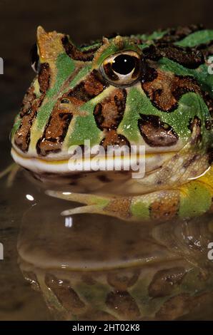 Argentinischer Hornfrosch (Ceratophrys ornata), ein so unersättiger Fresser, dass er versuchen wird, alles in Reichweite zu schlucken, selbst wenn er in do ersticken würde Stockfoto