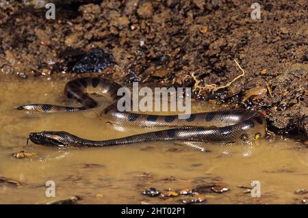 Grüne Anakonda (Eunectes murinus), Amazonien Stockfoto