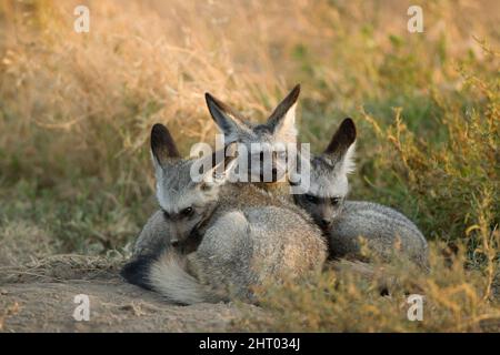 Fledermausohr-Fuchs (Otocyon megalotis), Gruppe von drei in der Nähe der Höhle ruhenden. Ngorongoro Conservation Area, Tansania Stockfoto