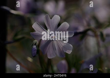 Nahaufnahme des Phlox subulata Emerald Cushion Blue Stockfoto