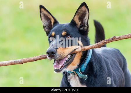 Porträt eines australischen Kelpie, der einen Stock im Mund hält Stockfoto