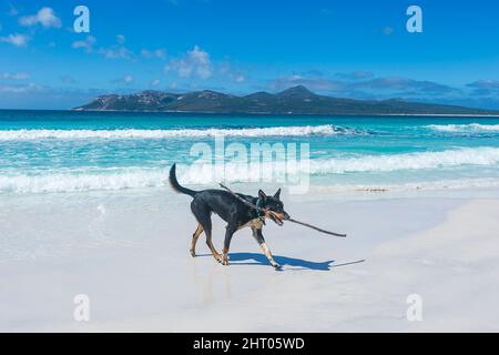 Australische Kelpie spielt mit einem Stock am Strand Stockfoto