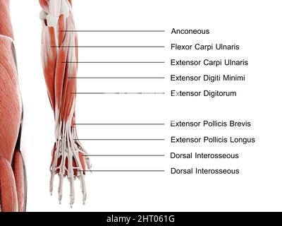 Untere Arm- und Handmuskulatur, Abbildung Stockfoto