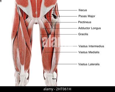 Muskeln des Oberbeins, Abbildung Stockfoto