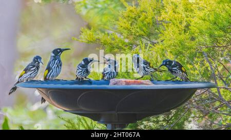 New Holland Honeyeaters (Phylidonyris novaehollandiae) auf einem Vogelbad, Western Australia, WA, Australien Stockfoto