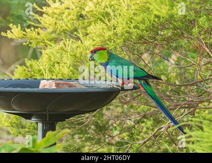 Rotkopfpapagei (Purpureicepalus spurius) auf einem Vogelbad, Western Australia, WA, Australien Stockfoto