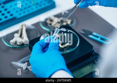 Vorbereitung von Mikrodosen von Psilocybin-Pilzen im Labor Stockfoto