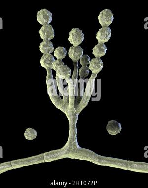 Scopulariopsis brevicaulis Pilz, Illustration Stockfoto