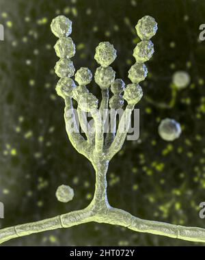 Scopulariopsis brevicaulis Pilz, Illustration Stockfoto