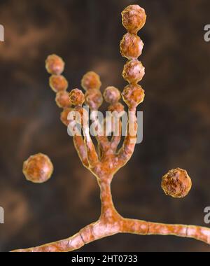 Scopulariopsis brevicaulis Pilz, Illustration Stockfoto