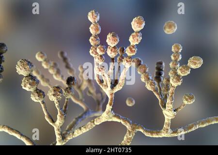 Scopulariopsis brevicaulis Pilz, Illustration Stockfoto