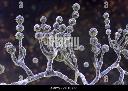 Scopulariopsis brevicaulis Pilz, Illustration Stockfoto