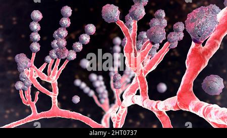 Scopulariopsis brevicaulis Pilz, Illustration Stockfoto