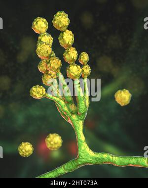 Scopulariopsis brevicaulis Pilz, Illustration Stockfoto