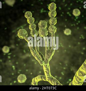 Scopulariopsis brevicaulis Pilz, Illustration Stockfoto