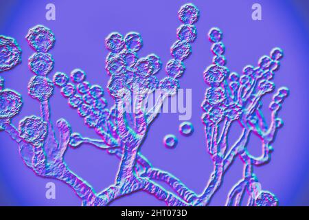 Scopulariopsis brevicaulis Pilz, Illustration Stockfoto