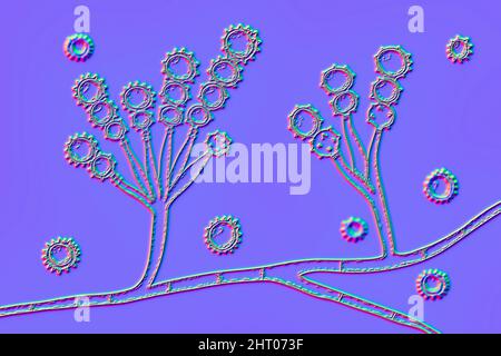 Scopulariopsis brevicaulis Pilz, Illustration Stockfoto