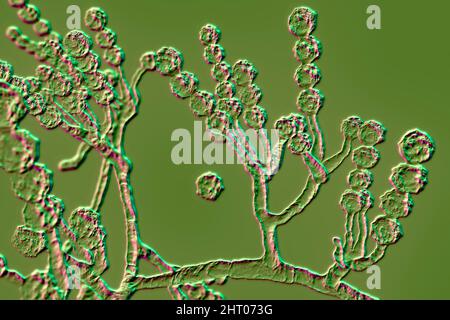 Scopulariopsis brevicaulis Pilz, Illustration Stockfoto