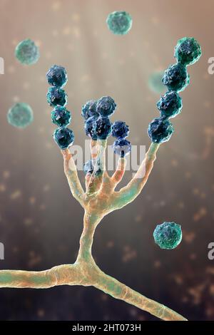 Scopulariopsis brevicaulis Pilz, Illustration Stockfoto